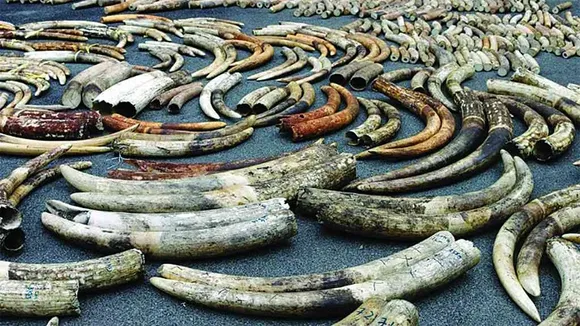 Young Zimbabwean Sentenced to 9 Years for Illegal Ivory Possession