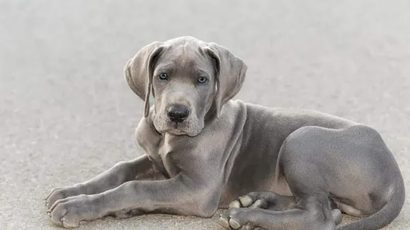 Caring for Great Dane Puppies: A Balanced Approach