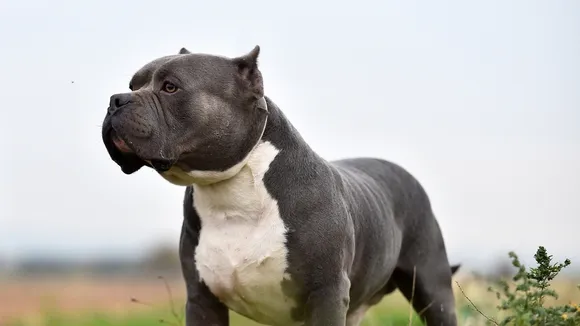 UK Dog Breeder Trained XL American Bully Dogs as "Killing Machines"
