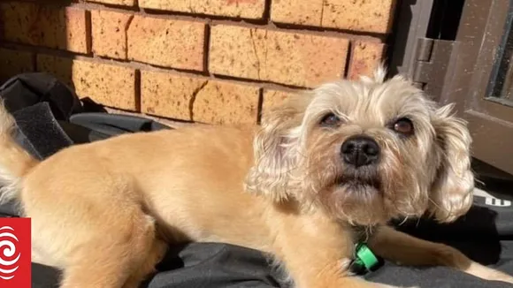 Elderly Dog Killed in Fatal Attack by Pack of Dogs in Auckland