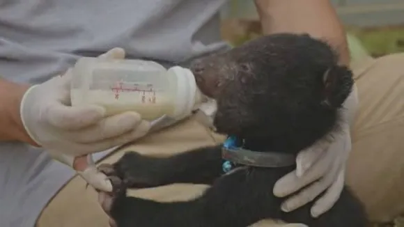Rescued Bear Cubs Find Sanctuary in Laos