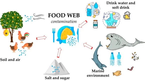 Microplastics Invade Everyday Foods and Drinks, Raising Health Concerns