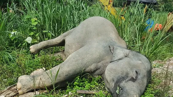 Four Elephants Found Dead in Johor, Suspected Poisoning Under Investigation