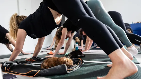 Netherlands Agriculture Minister Moves to Ban 'Puppy Yoga' Over Animal Welfare Concerns