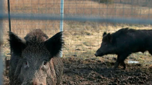 Canadian 'Super Pigs' Threaten to Invade US, Causing Millions in Damage