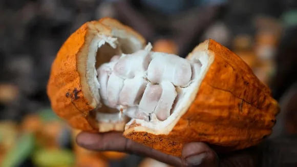 Nigeria's Cocoa Exports Surge Amid Global Supply Concerns and Price Volatility