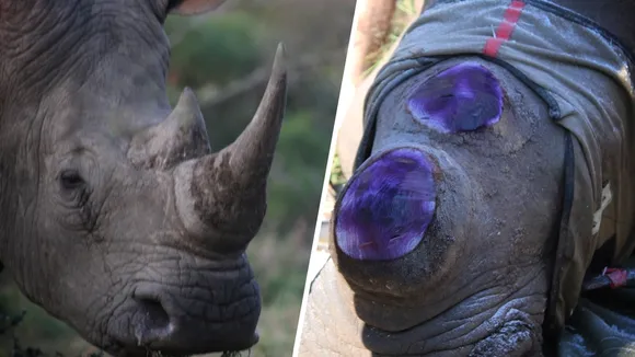 Ezemvelo KZN Wildlife Launches Emergency Rhino Dehorning Program Amid Poaching Crisis