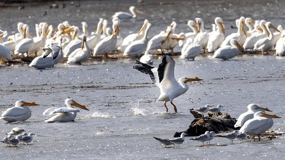 Millions of Birds Migrate Through Mississippi Flyway, Facing Threats