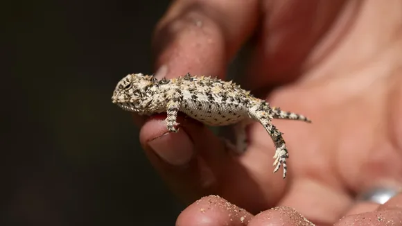 Dunes Sagebrush Lizard Listed as Endangered, Impacting Energy Development in New Mexico and Texas