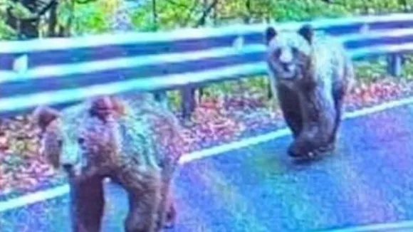 Scottish Tourist Attacked by Bear in Romania While Taking Photo