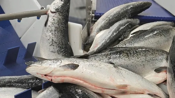 Global Salmon Industry Boom Raises Ecological Concerns