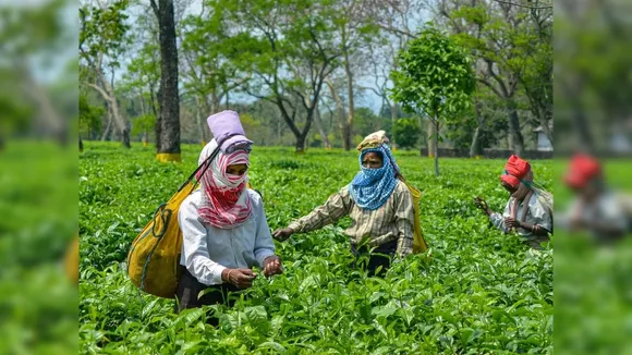 North Bengal Tea Industry Faces Significant Crop Shortage Amid Heatwave and Drought