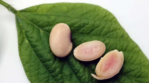 Genetically Engineered 'Piggy Soybeans' Raise Health and Regulation Concerns