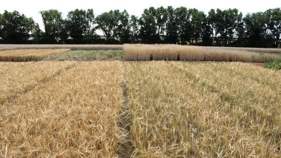 Barley Adapts Genetically to Organic Farming, 23-Year Study Finds