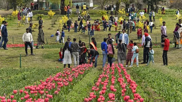 Asia's Largest Tulip Garden in Srinagar Closes After Record-Breaking  Season