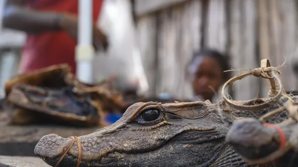 Banunu Fishermen's Crocodile Hunting Traditions Dwindle Along Congo River