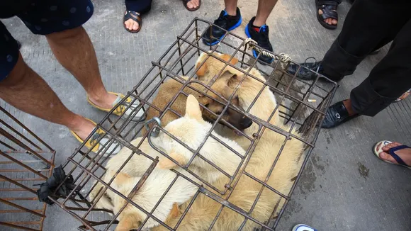 Chinese Universities Expel Students for Animal Abuse Amid Growing Public Outcry