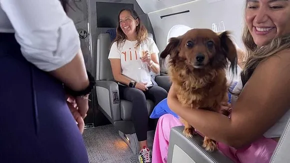 BARK Air Launches First Dogs-Only Airline with $8,000 Tickets