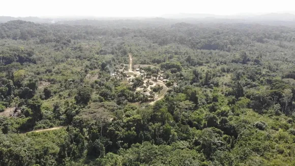 African Forests Emerge as Carbon Credit Investment Hubs Amidst Growing Criticism