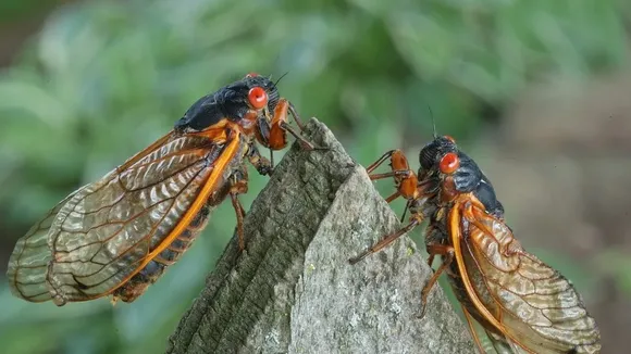 Trillions of Cicadas to Emerge Across Eastern US in Rare 17-Year Event