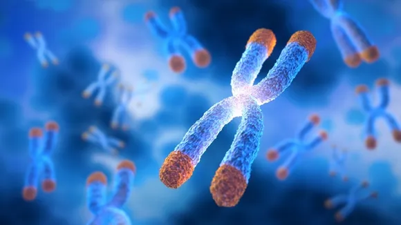 UC Santa Cruz Study Reveals New Insights into Telomere Lengths