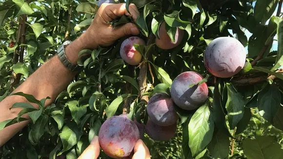 Plum Production in Extremadura to Decline by 25% in 2024 Due to Weather and Crop Shifts