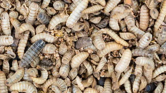 Russian Lab Develops Bread with Black Soldier Fly Protein for Extended Shelf Life