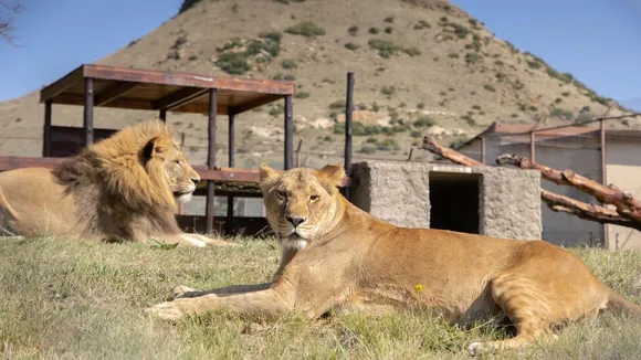 Rescued Lion Cubs Nikola and Vasylyna Find Forever Home in South Africa