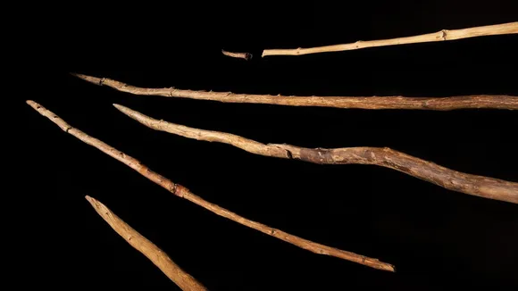 Study Unveils Advanced Woodworking Techniques of Early Humans in Schöningen