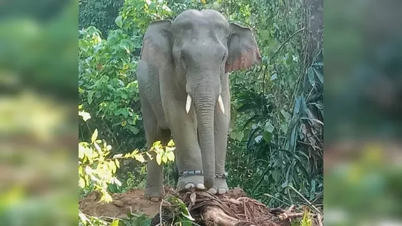 Perak Elephant Sanctuary: Mitigating Human-Animal Conflict on Malaysia's East-West Highway