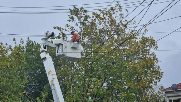 New Zealand's Energy Minister Announces New Regulations to Protect Power Lines from Trees