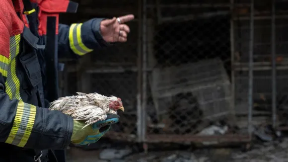 Devastating Fire at Bangkok's Chatuchak Market Kills Hundreds of Caged Animals
