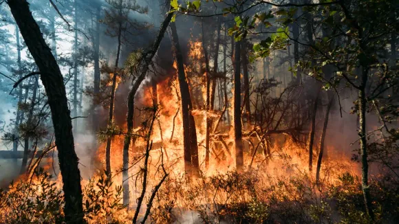 Wildfire Threatens Homes In New Jersey's Wharton State Forest, Crews Make Progress