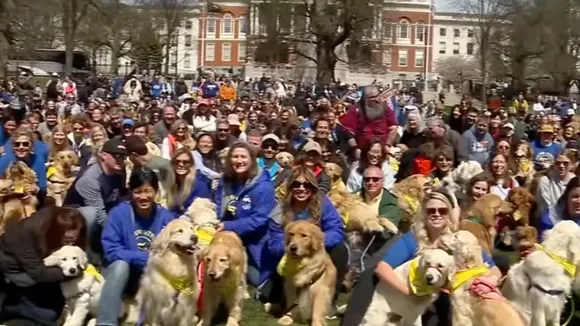Golden Retrievers Unite in Boston to Honor Beloved Marathon Dog Spencer