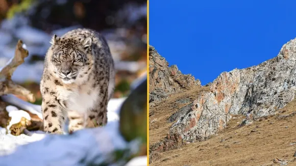 Snow Leopards: Vulnerable Masters of Camouflage in Asian Mountains