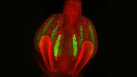 Heat Stress Causes Centromere Shrinkage in Plants, Affecting Fertility and Crop Yields