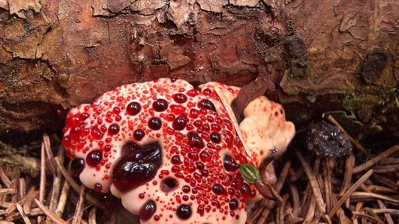 Rare Mushroom Species Rediscovered in Lithuania After Decades of Presumed Extinction