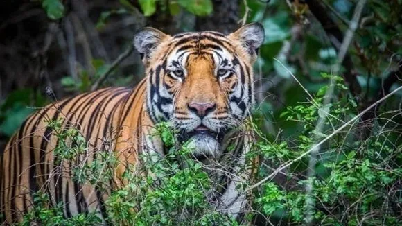 Tiger Kills Farmer in Neemkheda Village, Prompting Intensive Search and Awareness Campaign