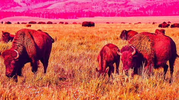 Reintroduced Bison in Romania Remove 54,000 Tons of Carbon Annually