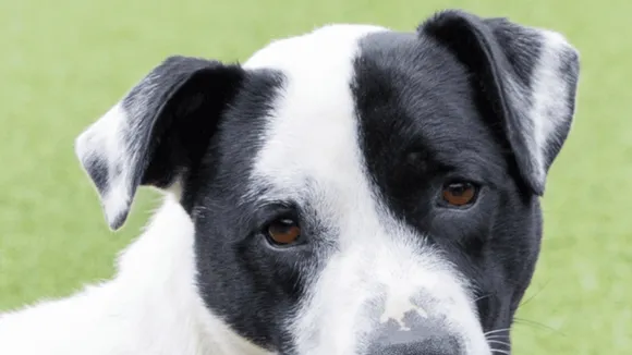 Children's Heartfelt Goodbye Note to Dog Rhoudy Goes Viral
