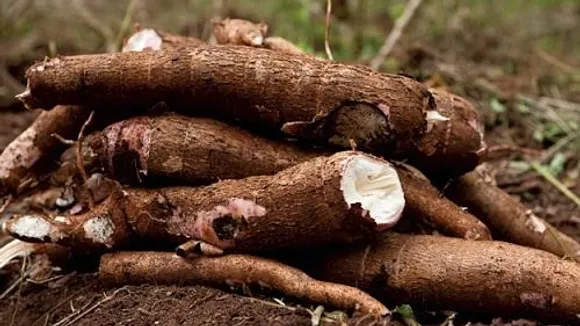 Mandioca: The Toxic Tuber Turned Brazilian Staple