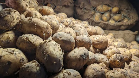 Potato Prices Surge to 20 EGP per Kilo Amid Shortage, Farmers' Union Head Warns