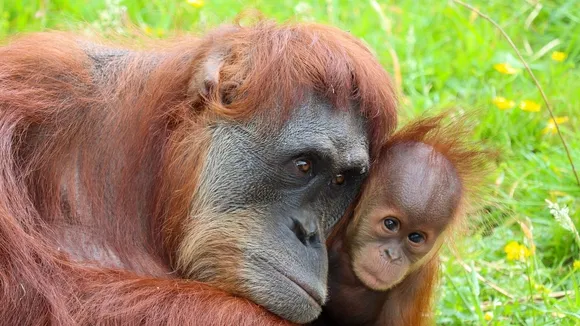 Malaysia's Orangutan Diplomacy Plan Faces Backlash Amid Conservation Concerns