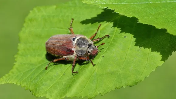 Cockchafer Bug Invasion Spreads Across UK, Threatening Gardens