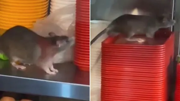 Rat Spotted at Geylang Food Stall Sparks Outrage and Investigation