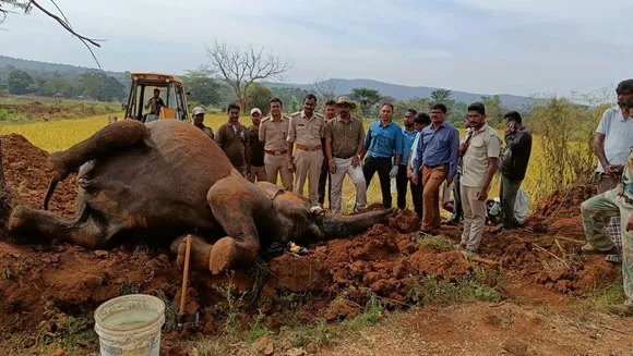 Wild Elephant Calf Rescued from 30-Foot-Deep Pit in Tamil Nadu