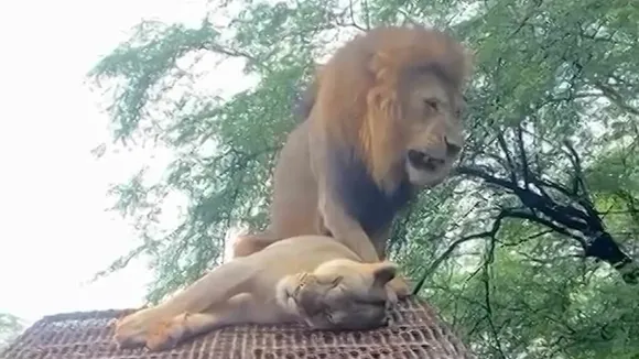 Tourists Shocked as Lions Mate on Safari Jeep in South Africa