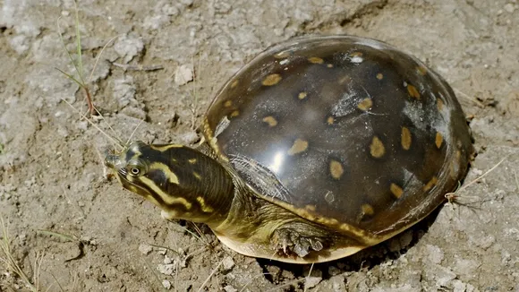 Indian Authorities Release 1,426 Seized Turtles into Musurumilli Reservoir