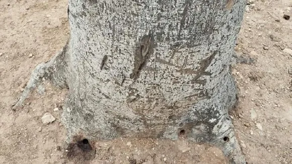 Vandalized Mosta Trees in Malta Likely to Survive, Investigations Ongoing