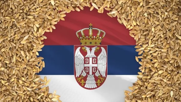 Serbian Farmers Brace for 30% Wheat Yield Drop Amid Severe Drought
